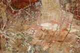 Colorful, Pink Petrified Wood (Araucaria) End Cut - Arizona #261790-1